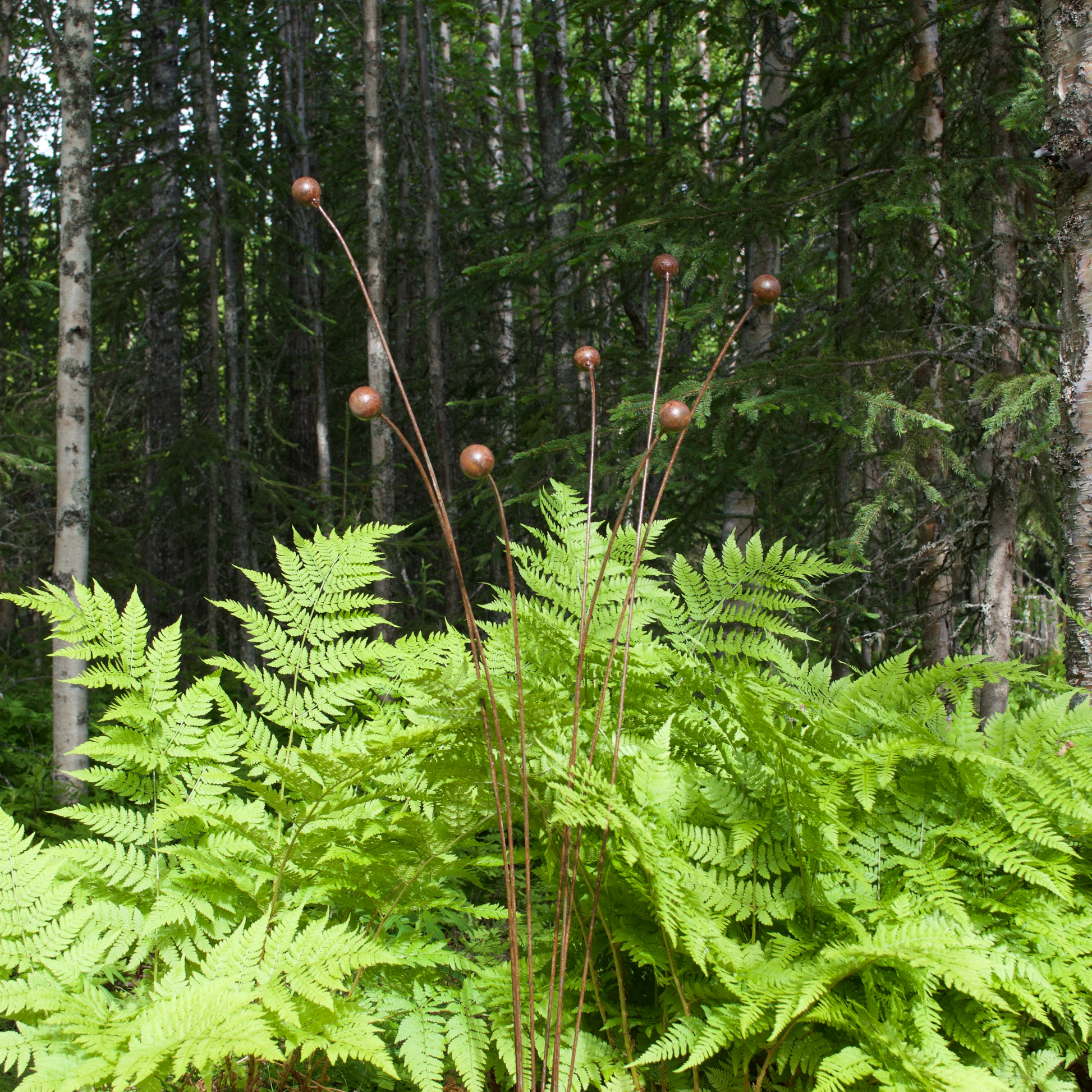 Kinetic Steel garden art, 7 buds on stems in ferns abd forest setting